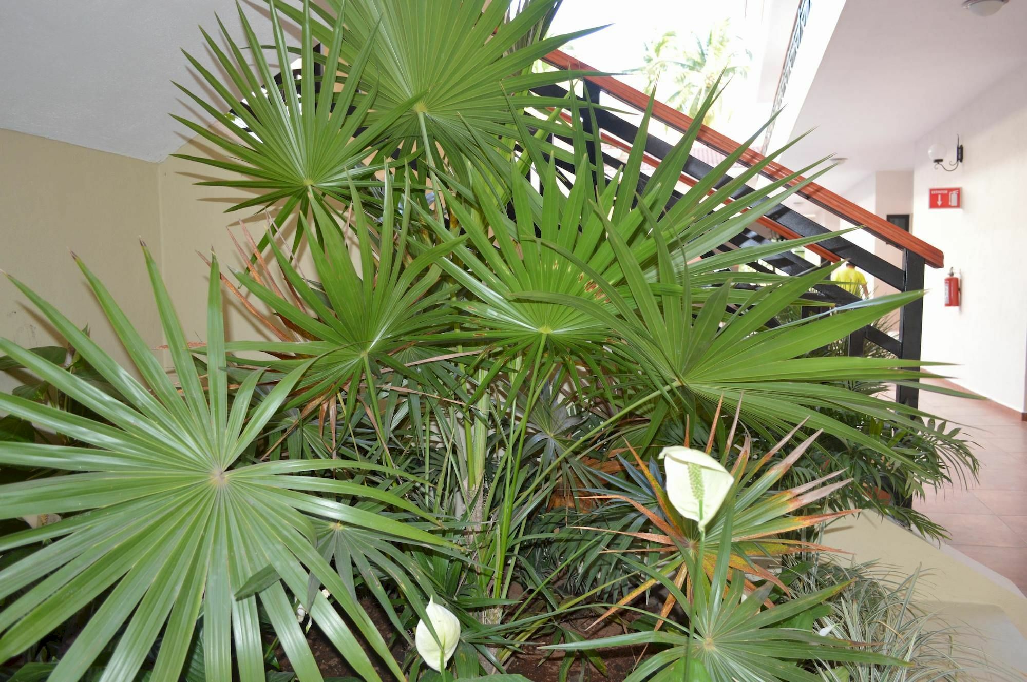 Concierge Plaza La Villa Colima Buitenkant foto